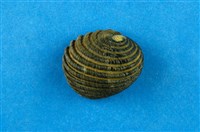 藏品(黑肋蜑螺)的圖片